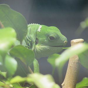 Dublin Zoo - Fiji banded iguana