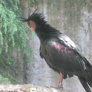Dublin Zoo - Northern bald ibis