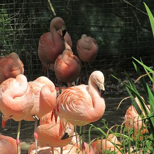 Dublin Zoo - Chilean flamingos