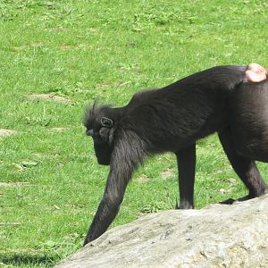 Dublin Zoo - Sulawesi crested macaque