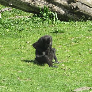 Dublin Zoo - Sulawesi crested macaque