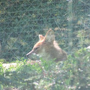 Dublin Zoo - Chinese dhole