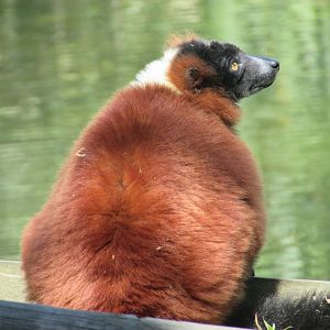 Dublin Zoo - Red-ruffed lemur