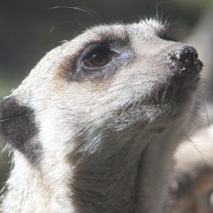 Dublin Zoo - Meerkat