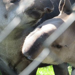 Dublin Zoo - Brazilian tapir