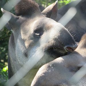 Dublin Zoo - Another Brazilian tapir