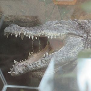 Dublin Zoo - West African crocodile