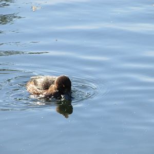 Wild tufted duck