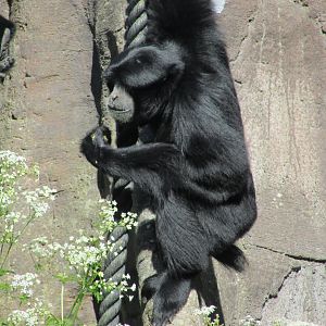 Dublin Zoo - Siamang