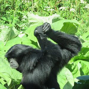 Dublin Zoo - Siamang