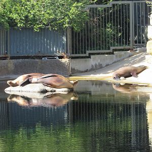 Dublin Zoo - California sea lions