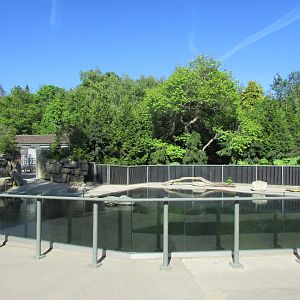 Dublin Zoo - Sea Lion Cove