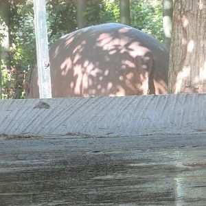 Dublin Zoo - Nile hippopotamus