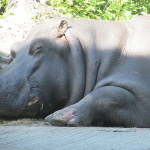 Dublin Zoo - Another Nile hippopotamus