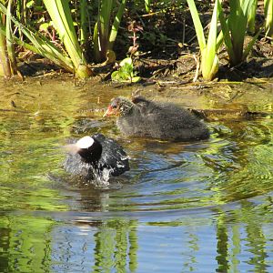 Wild Eurasian coot and chick