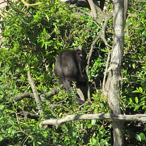 Dublin Zoo - White-naped mangabey