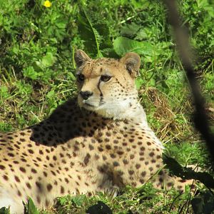 Dublin Zoo - Northeast African cheetah