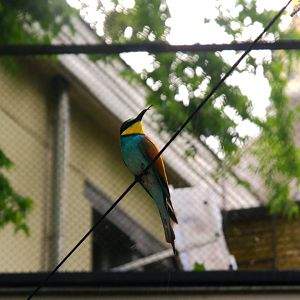 European Bee-eater (Merops apiaster)