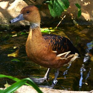 Fulvous Whistling Duck (Dendrocygna bicolor)