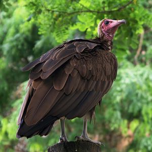 Hooded Vulture (Necrosyrtes monachus)