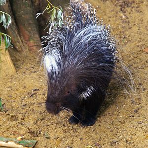 Cape Porcupine (Hystrix africaeaustralis)