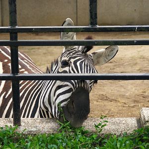 Grant's Zebra (Equus quagga boehmi)