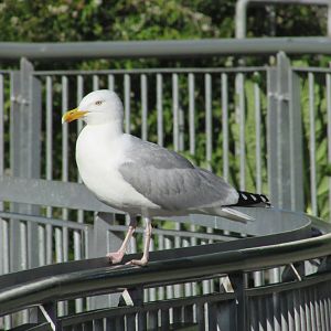 Wild herring gull
