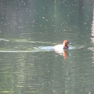 Wild common pochard