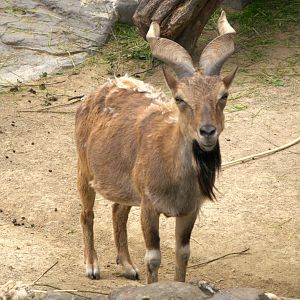 Tajik Markhor (Capra falconeri heptneri)