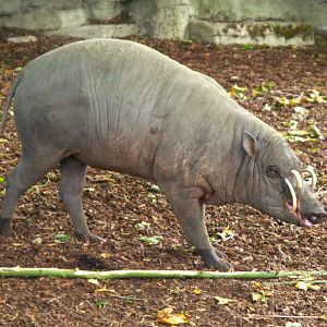 Sulawesi Babirusa (Babyrousa celebensis)