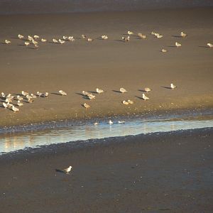 Herring gulls