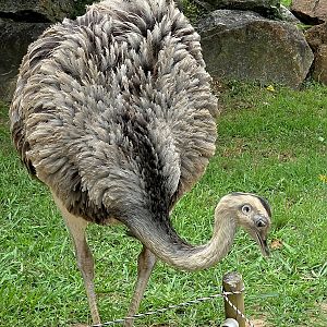 Greater Rhea-Greenville Zoo