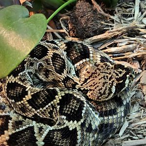 Eastern Diamondback Rattlesnake  - Greenville Zoo