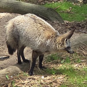 Bat-Eared Fox  - Greenville Zoo