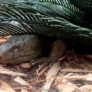 Prehensile-Tailed Skink  - Greenville Zoo