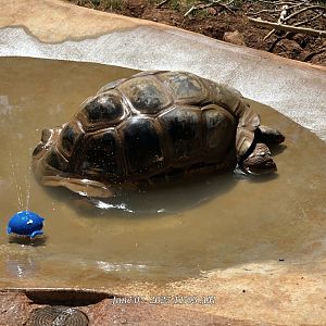 Aldabra Giant Tortoise  - Greenville Zoo