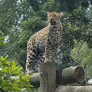 Amur Leopard  - Greenville Zoo