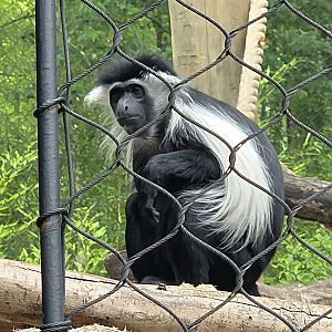 Angolan Colobus Monkey  - Greenville Zoo