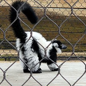 Black and White Ruffed Lemur  - Greenville Zoo