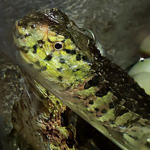 Chinese Crocodile Lizard  - Greenville Zoo