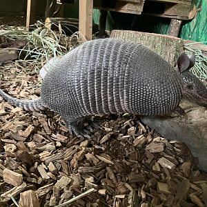 9 banded armadillo