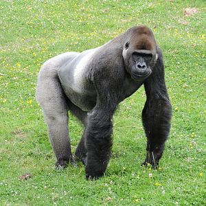 Gorilla scatter feed