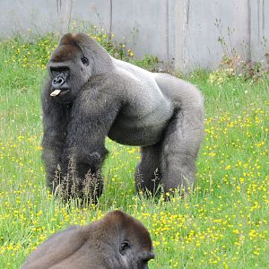 Gorilla