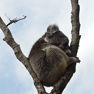Koala Snoozing