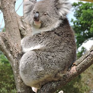 Koala