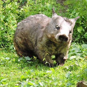 Southern hairy-nosed wombat