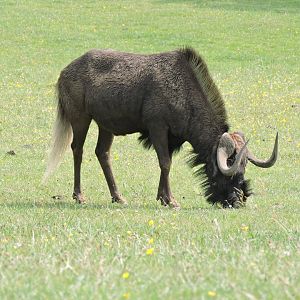 White Tailed Wildebeest