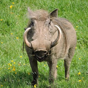 Warthog