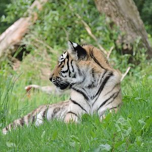 Tiger relaxing