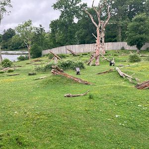 alternative view of gorilla outdoor enclosure